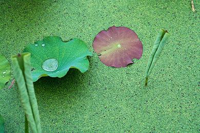 育碧发布《飙酷车神:轰鸣盛典》假期周末活动宣传 可获得布加迪威龙特别版